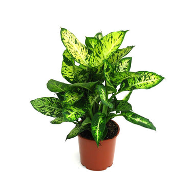 Dracaena Golden Coast